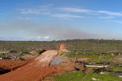 El aceite de palma acosa bosques, especies amenazadas y comunidades indígenas