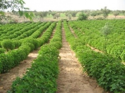 Vuelo de prueba con biocombustible a partir de jatropha