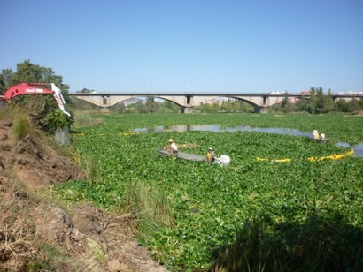 Jacinto de agua: de planta invasora a materia prima para etanol