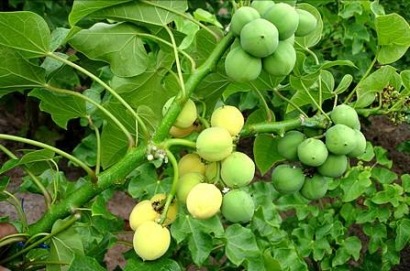 Diez mil hectáreas de jatropha para biocombustible