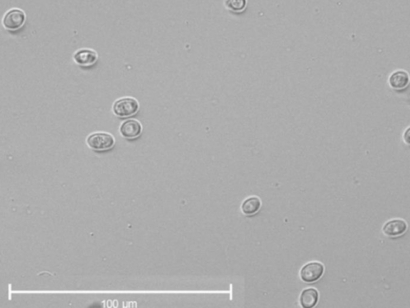 Levaduras a la carta para producir vino y biocarburantes