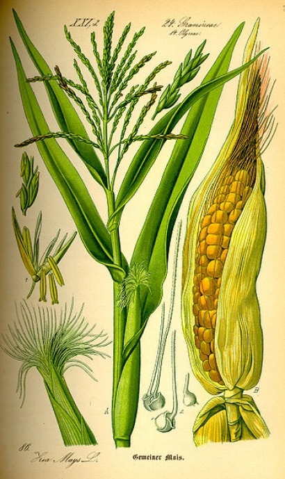 Avanza el etanol con base en maíz