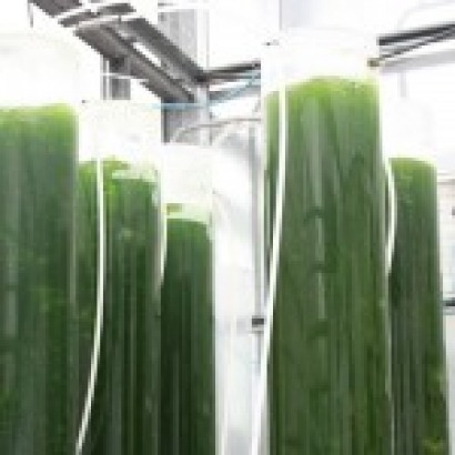 Del cultivo fotoautótrofo al heterótrofo para mejorar la producción de microalgas en biorrefinerías