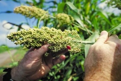 Sorgo dulce para el bioetanol