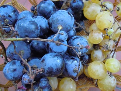 Hollejos, tallos de racimos y pepitas de uva para producir bioetanol