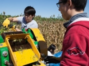 Lípidos de levaduras y de caña de azúcar transgénica para producir biodiésel