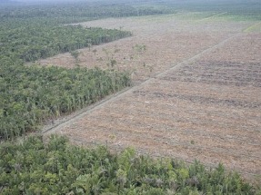 La Comisión de Agricultura del Parlamento Europeo quiere frenar el aceite de palma