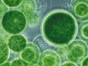 Algas y chumberas, óptima alianza para producir biogás