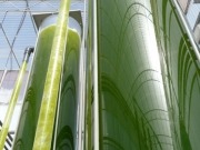 Royals show interest in algal biofuels