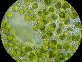 Investigan dos algas para producir biocombustibles y bioplásticos