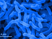 ¿Se vienen los biocombustibles microbianos?