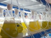 30 de noviembre: fecha clave para los biocarburantes
