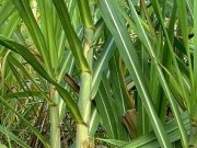 La prensa brasileña afirma que Abengoa vende sus plantas de bioetanol en Brasil