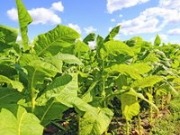 Tabaco y álamos como materias primas para biocarburantes