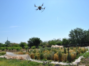 Drones que ayudan a escoger el cereal más apto para etanol y reducir el uso de herbicidas