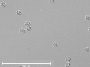 Levaduras a la carta para producir vino y biocarburantes