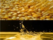 Compuestos químicos del maíz y la avena para rentabilizar la producción de biocarburantes