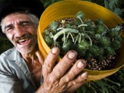 El biodiésel promueve la agricultura familiar