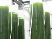 Del cultivo fotoautótrofo al heterótrofo para mejorar la producción de microalgas en biorrefinerías