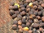Jatropha para aviones brasileños