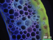 Energy Department, USDA invest in biofuel innovation