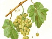 Quieren producir etanol con uvas de desecho