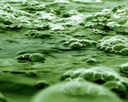 Las microalgas dentro del concepto de biorrefinería y de biogás