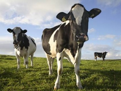 Husesolar proyecta construir ocho plantas de biogás en Galicia y Asturias