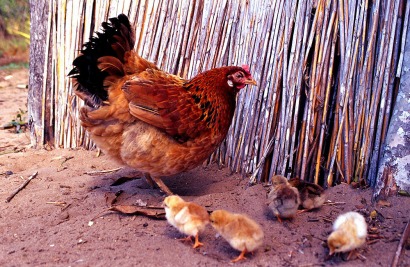 Residuos de granjas avícolas + especie de planta invasora = biogás