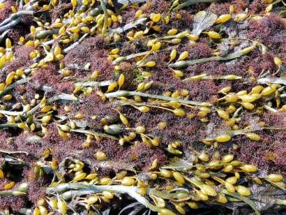 Algas que llegan a las playas, se transforman en biocombustibles y se utilizan en la acuicultura cercana