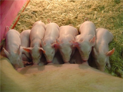 Nuevas investigaciones para extraer biogás de residuos de mataderos