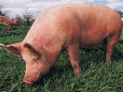 Las comunidades autónomas publican ayudas para 2011 del Plan de Biodigestión de Purines