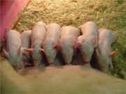 El biogás atrae inversiones alemanas a Santa Catarina