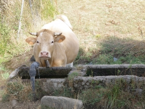 Cien millones para el biogás y otros cien para las renovables térmicas en los hogares, biomasa incluida