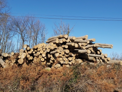 Satisfacción por el reconocimiento de la gestión forestal, biomasa incluida, en la ley de cambio climático