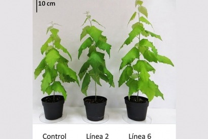 Álamos transgénicos responden bien en el laboratorio como cultivos energéticos, pero no en el campo