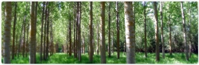 La bioenergía dobla el aprovechamiento de biomasas de madera recuperadas
