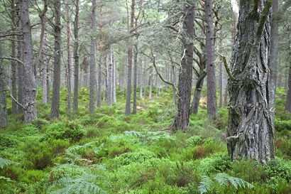 Biomasa forestal, clave en el desarrollo de la bioenergía