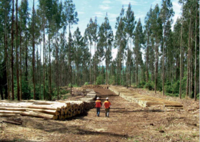 La ciencia irrumpe contra la biomasa forestal para energía, pero también en su defensa