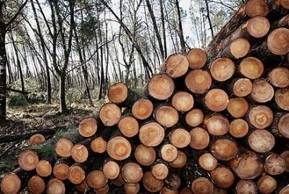 Casi el cien por cien de las subvenciones a la biomasa en Andalucía va a la térmica