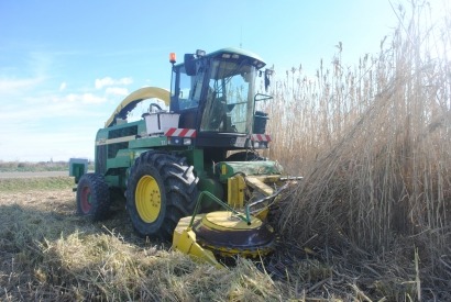 Arundo K12, la caña española que da energía al mundo