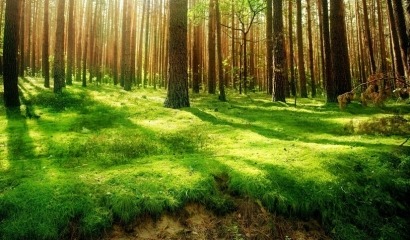 Sobre los bosques de España