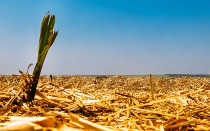 En los primeros cuatro meses de 2020 la biomasa aportó cerca del 4 % de la generación eléctrica