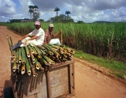 En Brasil, la electricidad con biomasa es la segunda fuente más importante y supera al gas
