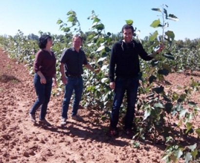 Éxito en el agarre de chopo energético fertilizado con digestato de purines