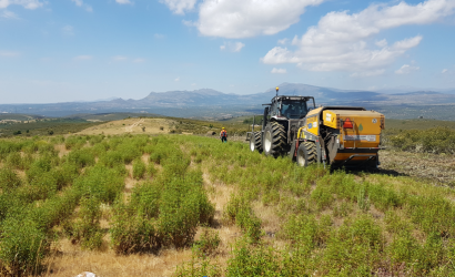 Jara pringosa, buena para el monte mediterráneo y ¿para una biorrefinería?