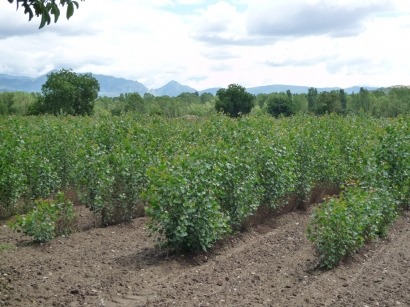 Los chopos cuentan con un nuevo aliado bioenergético, Comsa Emte