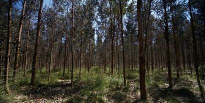 Las tres nuevas plantas de biomasa de Ence irán a Galicia