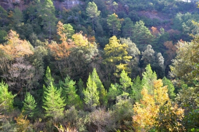 Dieciséis nuevas calderas y cuatro centros logísticos para reforzar la biomasa en el Pirineo ilerdense