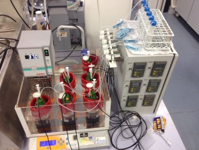 La Universidad de Jaén desarrolla una técnica para producir bioetanol con el azúcar del hueso de aceituna